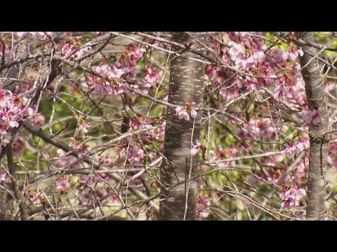 San Diego's 2024 Cherry Blossom Festival is in full bloom at the Japanese Friendship Garden