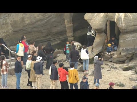 Officials urge public to respect wildlife at La Jolla Cove