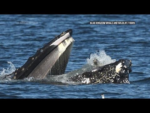 A bewildered seal found itself in the mouth of a humpback whale