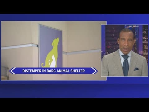 BARC forced to euthanize dogs after case of distemper