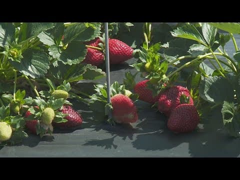 Farmers protecting strawberry crop ahead of Tuesday freeze