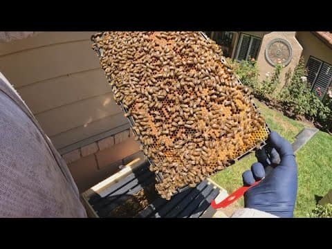 Backyard amateur beekeeping is on the rise, including in San Diego County