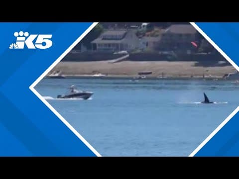 Orca observers call for boating safety education, enforcement in Washington