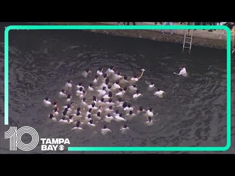 Epiphany cross dive: Tarpon Springs' 118th celebration