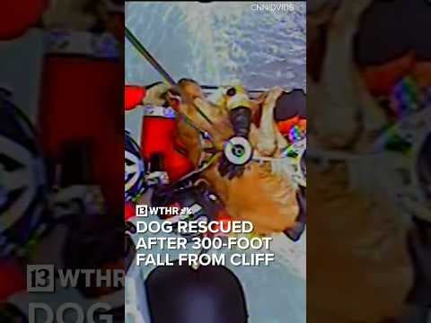 Dog falls from 300-foot cliff near Pacific Ocean in Oregon