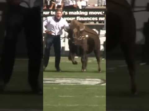 Colorado’s Live Buffalo Mascot Ralphie VI Turns 4