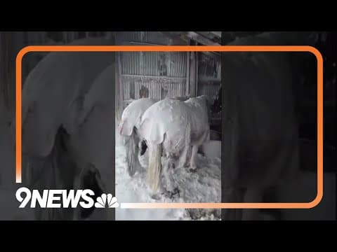 Horses huddle together in Colorado blizzard