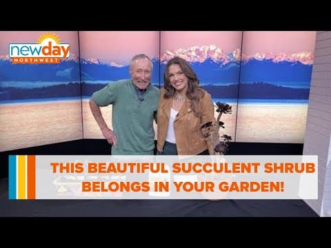This beautiful succulent shrub belongs in your garden! - New Day NW