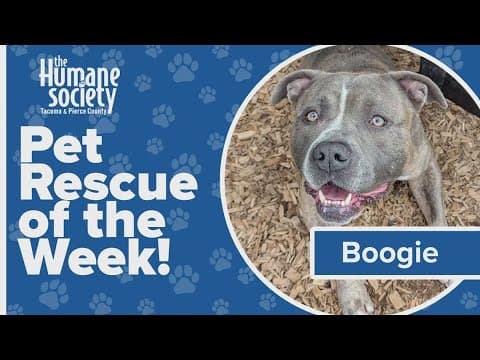 Pet Rescue of the Week: Boogie