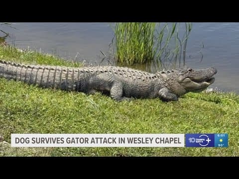 Dog survives alligator attack in Wesley Chapel