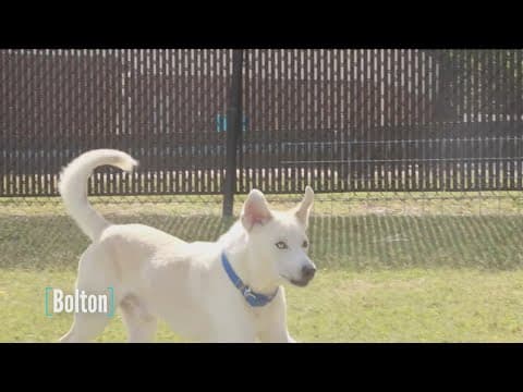 Tailwaggers: Meet Bolton