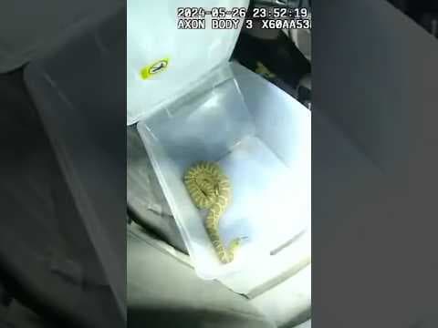 Live Rattlesnake Found as Police Search Car