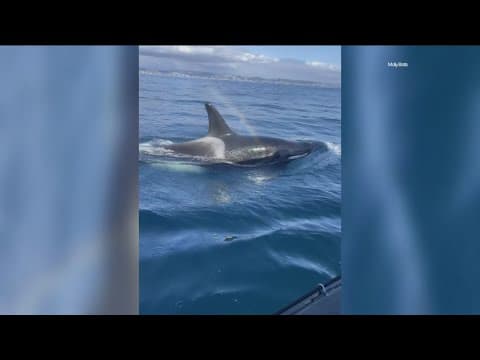Newport Beach whale watchers get close look at orca pod