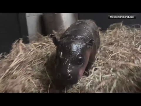 Deadline approaches to help name new Richmond Zoo hippo