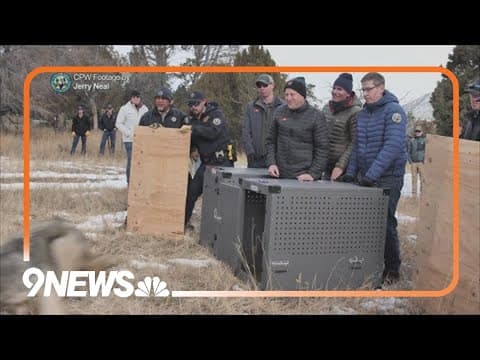 Wolf released as part of reintroduction found dead in Larimer County