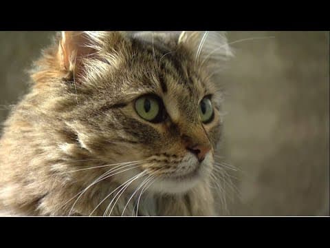 Family fosters nearly 20 animals over 1 year period to ease shelter overcrowding