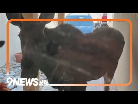 Colorado moose eats neighborhood's pumpkins