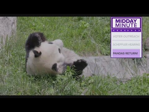 Pandas are headed back to D.C.