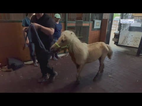 Dozens of neglected animals rescued from Crosby property