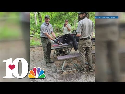 Black bear tranquilized, relocated after visiting picnic site in Cades Cove