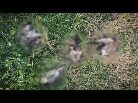 What's causing dead ducks to show up along southeast Houston bayou?
