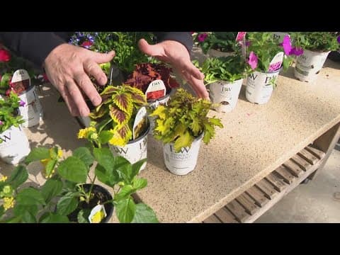Pat Sullivan's tips for planting flowers in your lawn