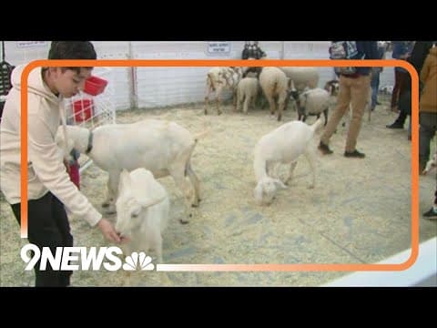 National Western Stock Show kicks off Saturday