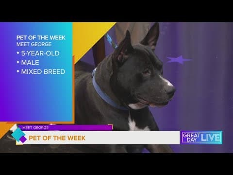 Pet of the Week: Meet George