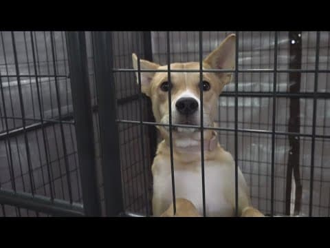 San Diego Humane Society shelters over capacity | Tips to keep your pets safe July Fourth