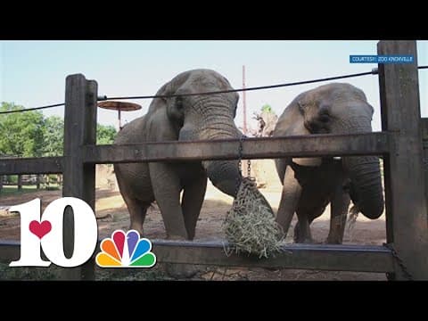 Zoo Knoxville planning farewell weekend for Jana the Elephant