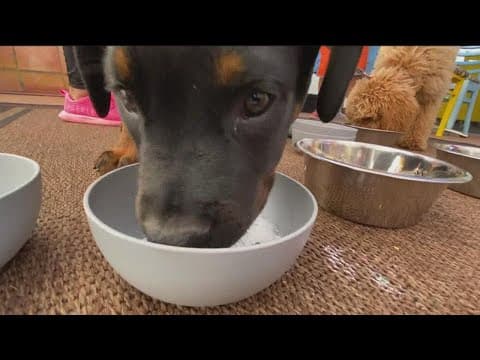 New restaurant wants to invite you and your dog to breakfast