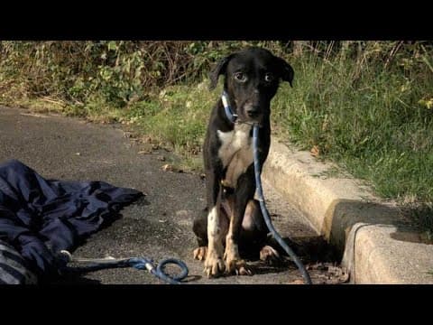 Neighbors help dog after driver dumped the scared animal in the bushes and left | Extended Interview