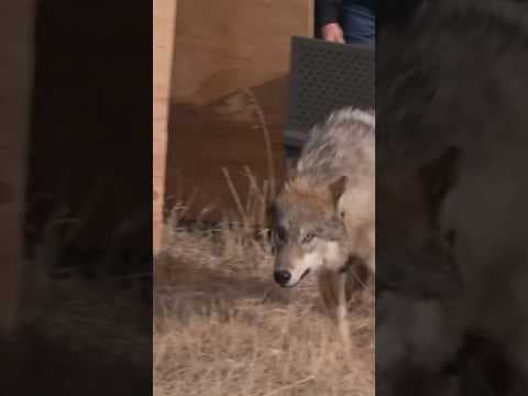Wildlife officials confirm a second Colorado livestock wolf kill, this time in Jackson County