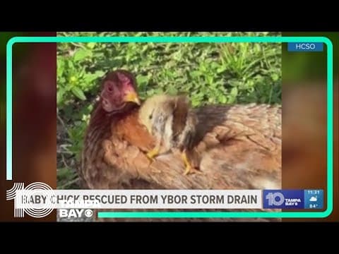 Baby chick rescued from Ybor storm drain