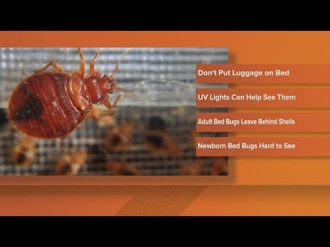 How to detect bed bugs while traveling