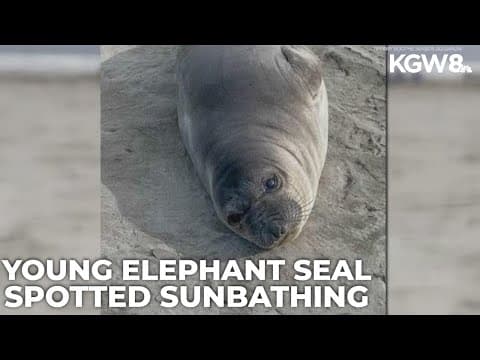 Elephant seal spotted on Seaside Beach