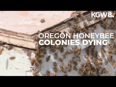Oregon beekeepers struggling after major bee colony losses