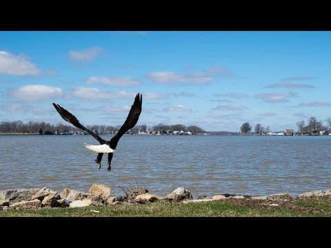 Wildlife officials release rehabilitated bald eagle in Logan County