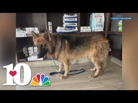 Update: 96 animal abuse charges placed on Canadian woman