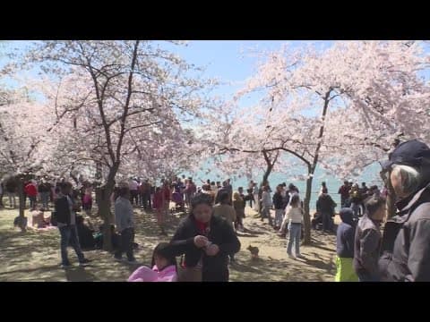 Japan PM gifts new cherry trees to DC