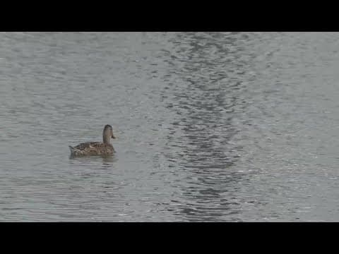 Potomac River showing signs of becoming cleaner every year