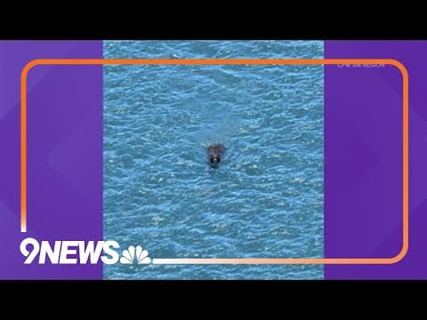 Bear caught swimming at Colorado reservoir