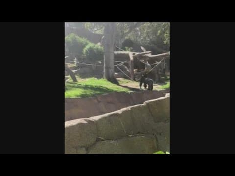 Dog removed after entering gorilla enclosure at San Diego Zoo Safari Park