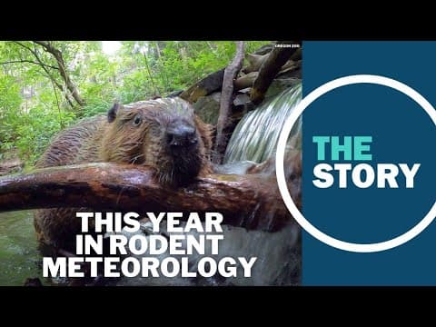 ‘Stumptown Fil’ predicts six more weeks of winter, meaning absolutely nothing