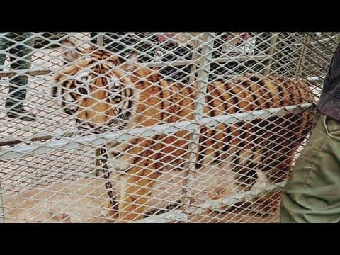Bengal tiger found chained, living in abandoned Tijuana home