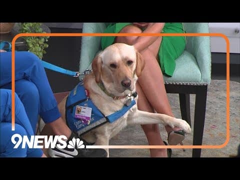 New dog helping pediatric patients at Rocky Mountain Children's Hospital
