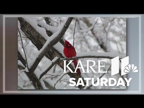 Winter birding in Minnesota