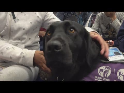 First guide dog trained for classroom helps students with special needs