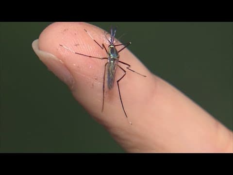 23 confirmed West Nile virus human cases reported in Harris County, health officials say