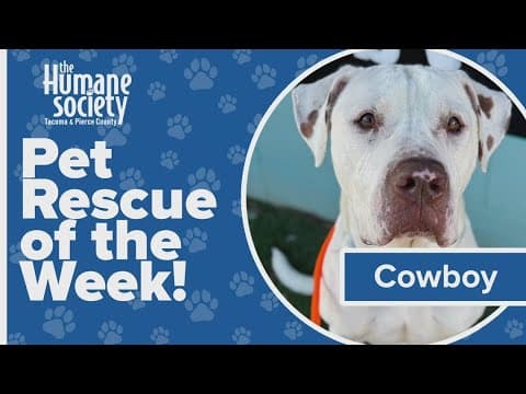 Pet Rescue of the Week: Cowboy